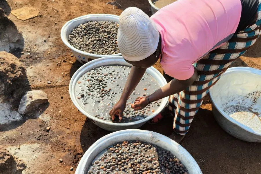 A woman sorting through shea nuts water.